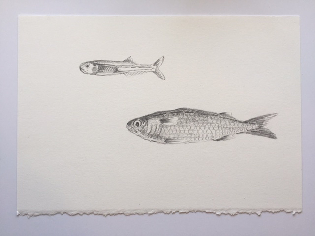 Bay Anchovy and Finger Mullet, pencil on paper, 7" x 10"