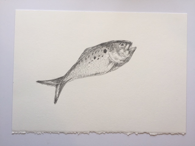 Juvenile Menhaden (Peanut Bunker), pencil on paper, 7" x 10"