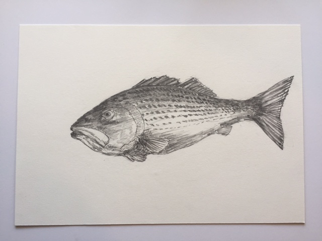 Striper, pencil on paper, 7" x 10"