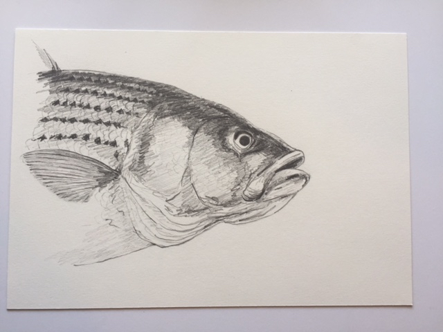 Striper (Portrait), pencil on paper, 7" x 10"