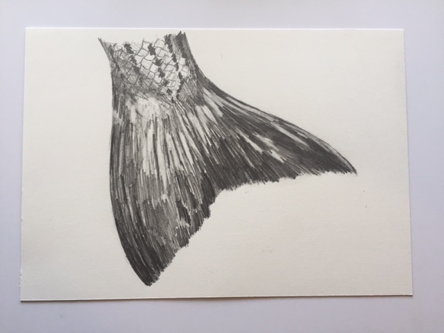 Striper (Broom Tail), pencil on paper, 7" x 10"