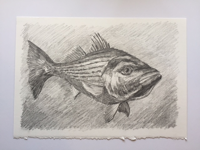 Swimming Striper, pencil on paper, 7" x 10"