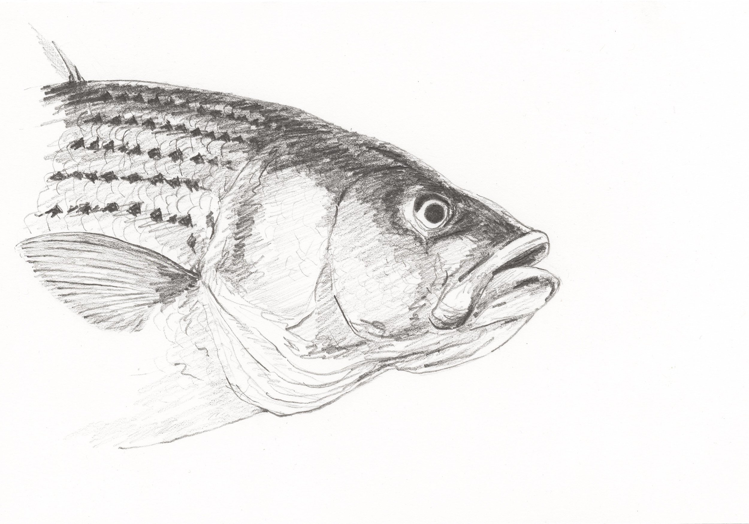 Striper (portrait)