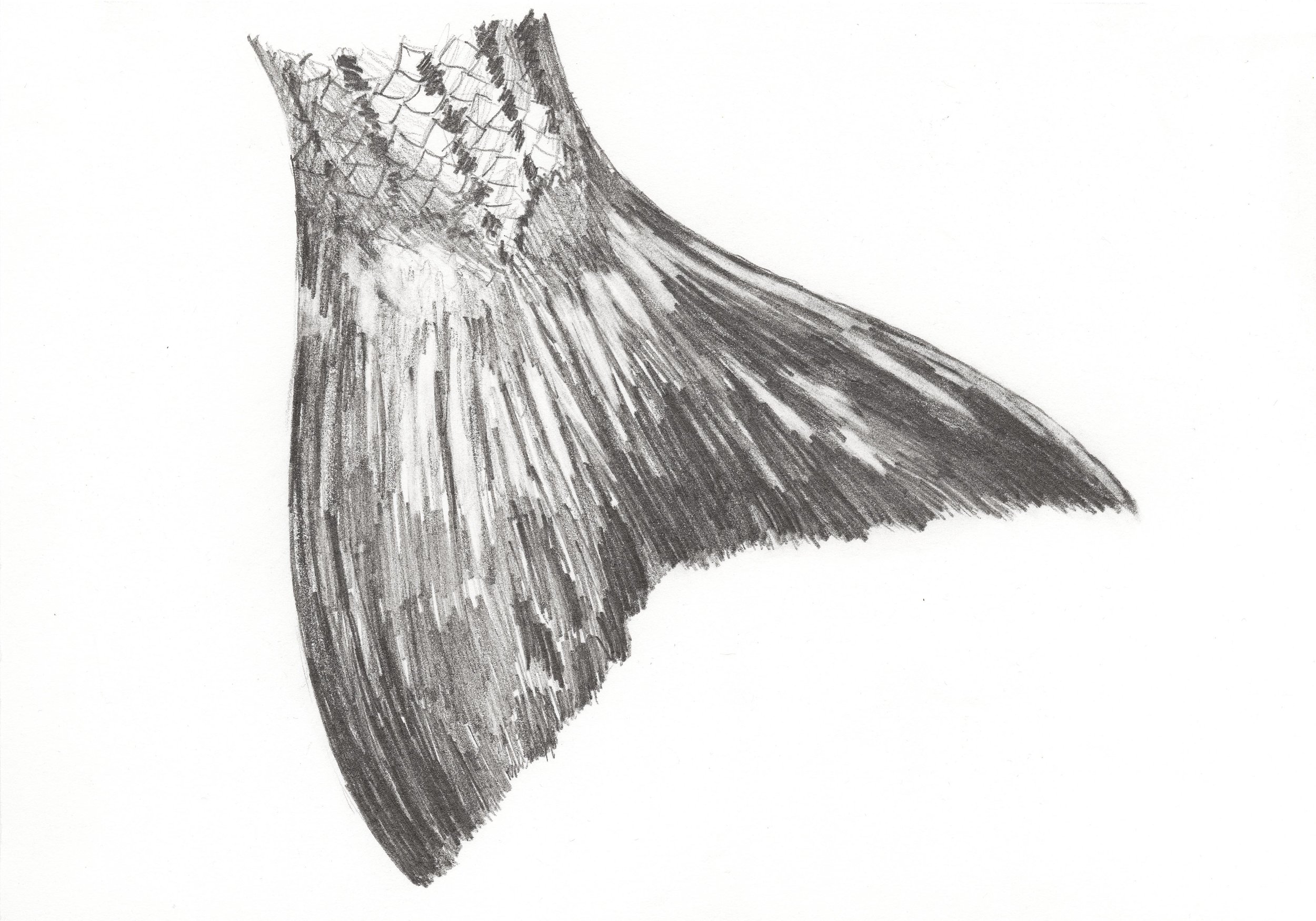Broom Tail