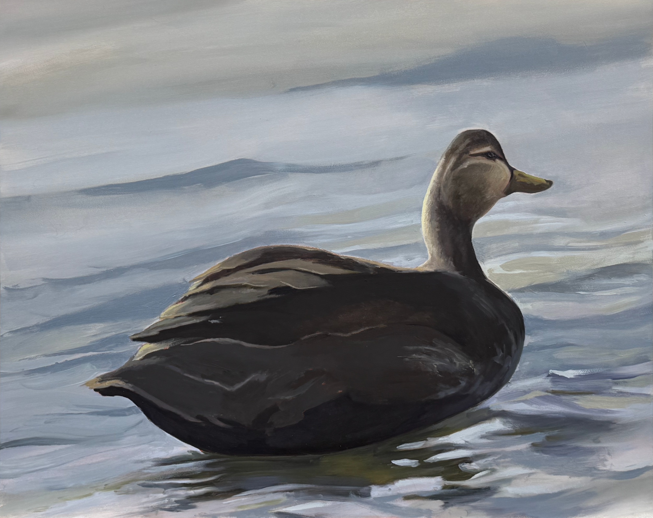 Black Duck | oil on panel | 16" x 20" | 2026