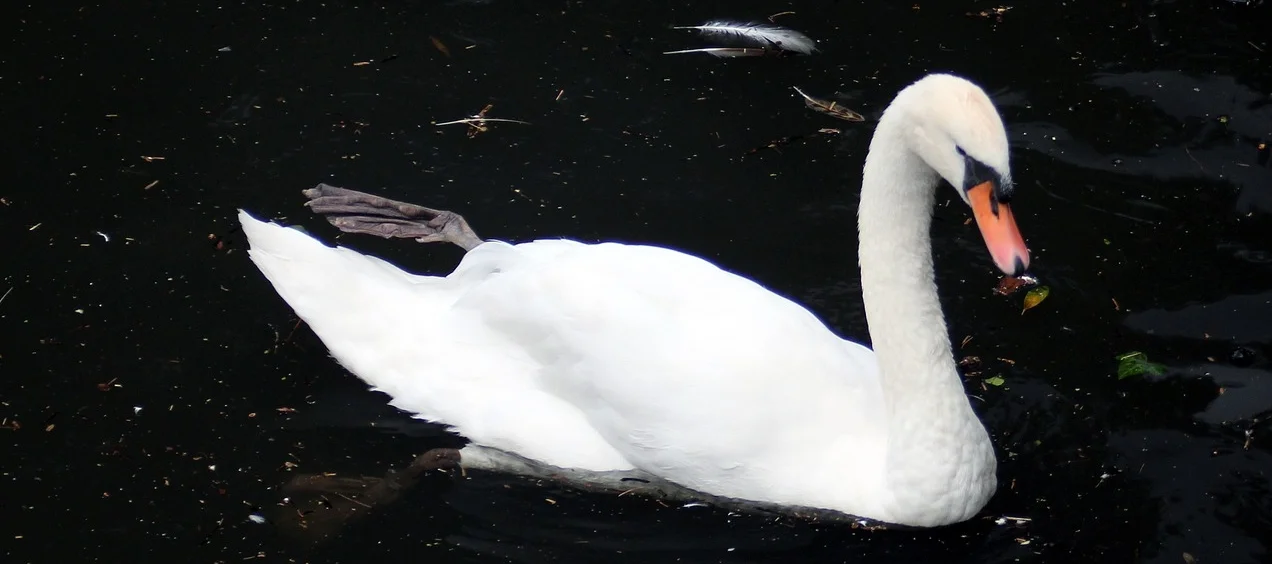 swan-2531813_1280.jpg
