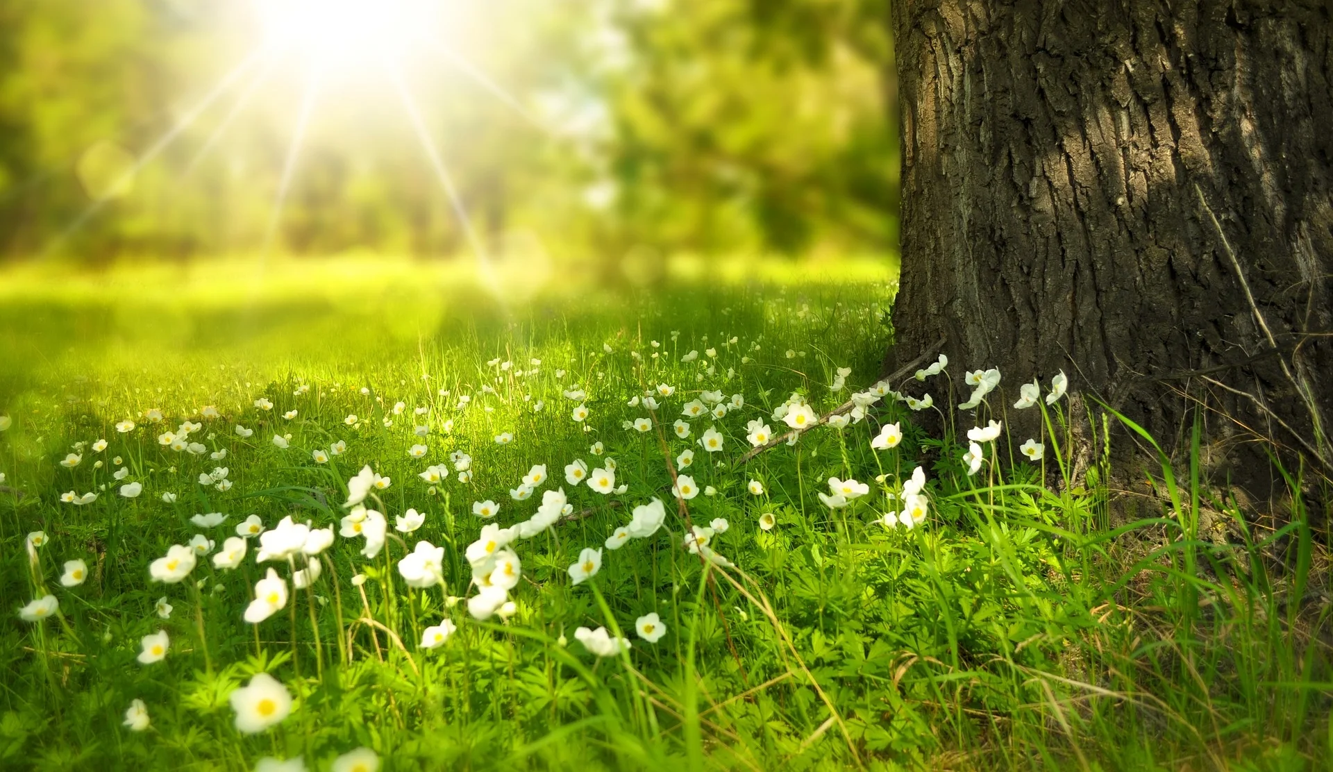 spring-276014_1920.jpg