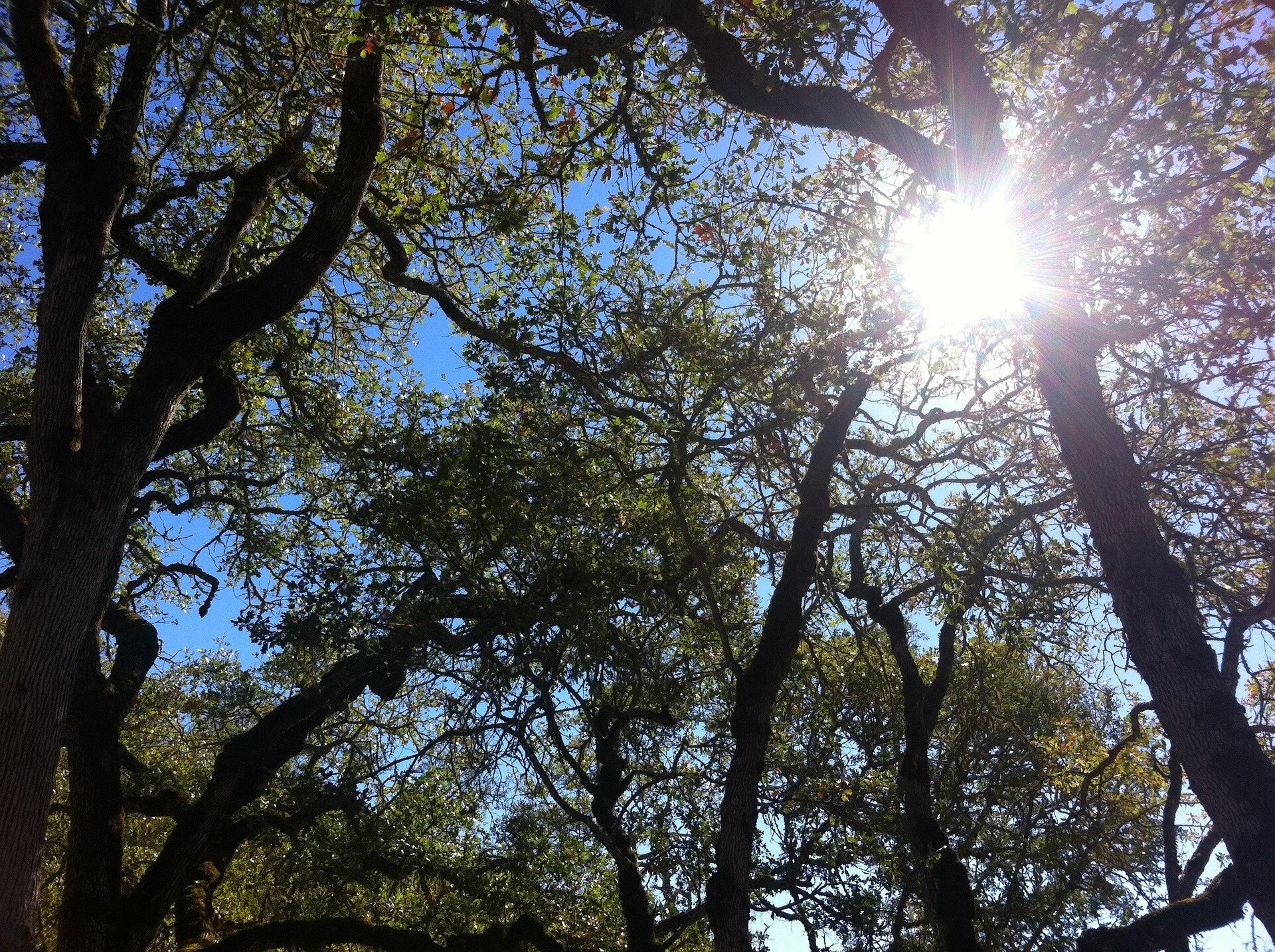 oak-1194668_1920.jpg