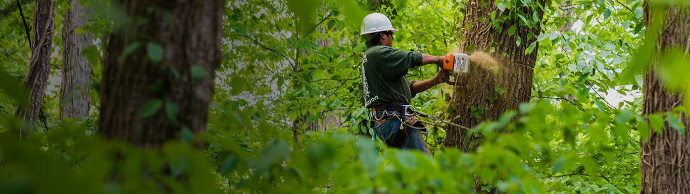 Tree Service 3.jpg