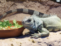 Green Iguanas can be difficult to handle and even harder to place in new homes. Unfortunately, euthanasia may be the only option for these common pets.
