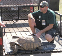 Some tortoises grow very large. Your local herp society may be able to help you find a new home for these “specialty” pets.