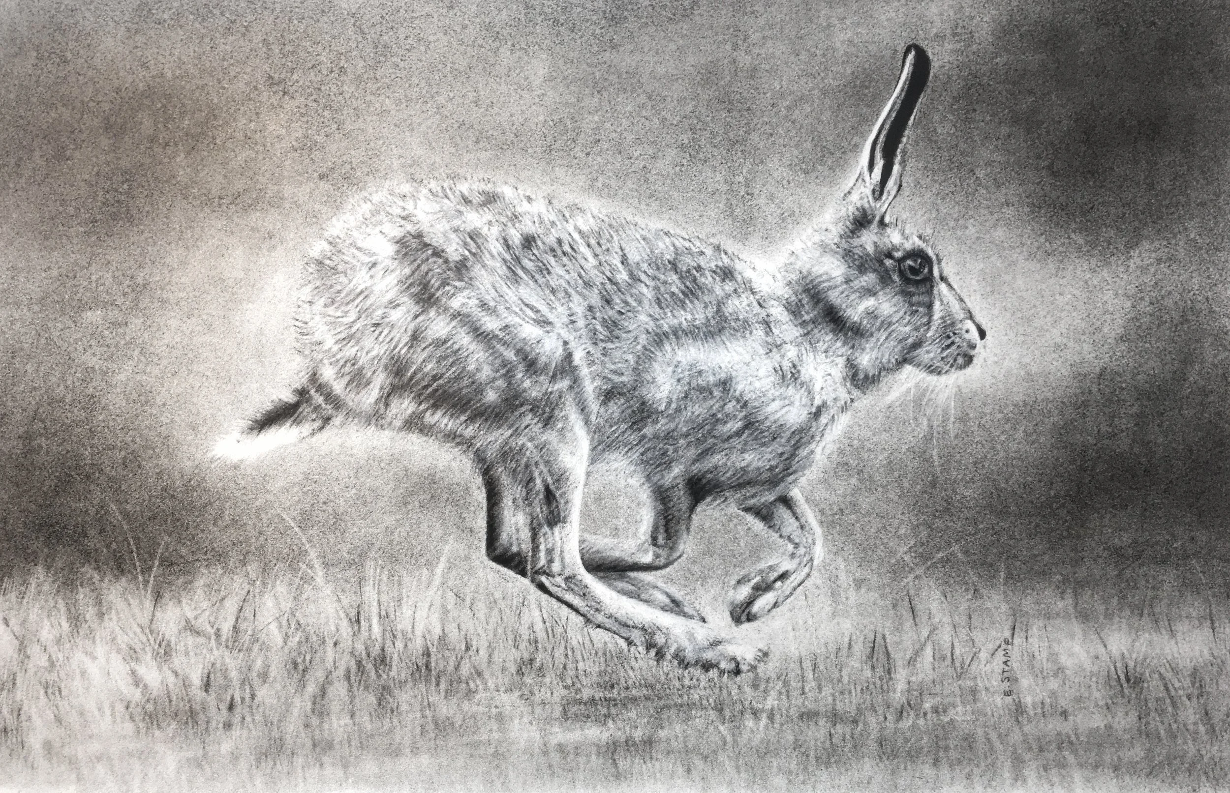 Fleeting glimpse.jpeg