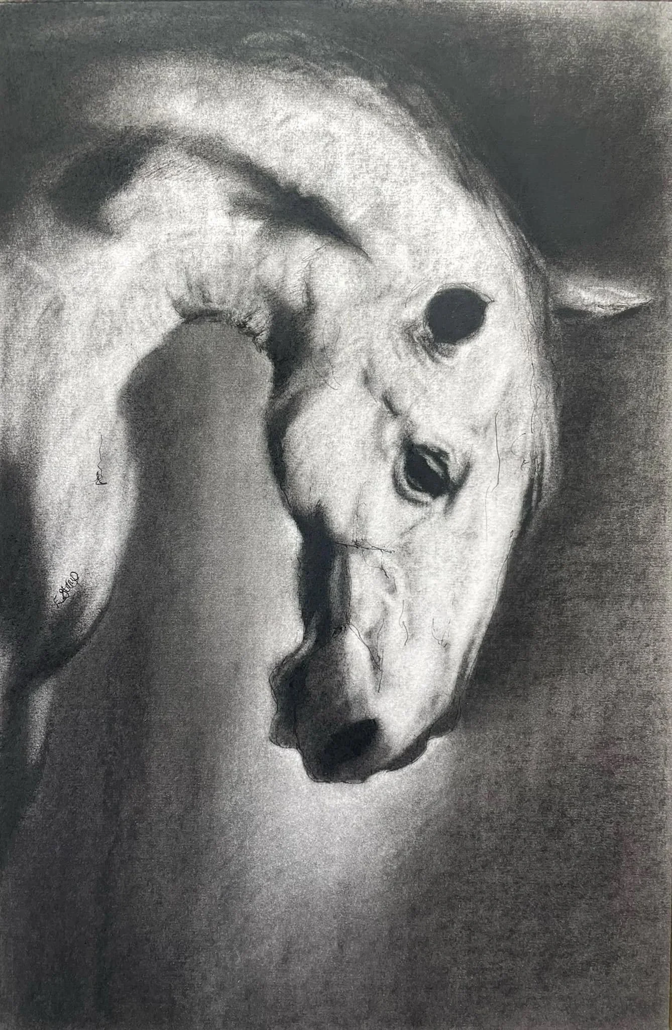 "Study of A Kind White Face" Mixed media (charcoal + calligraphy pen & ink) 46.5cm x 31cm.