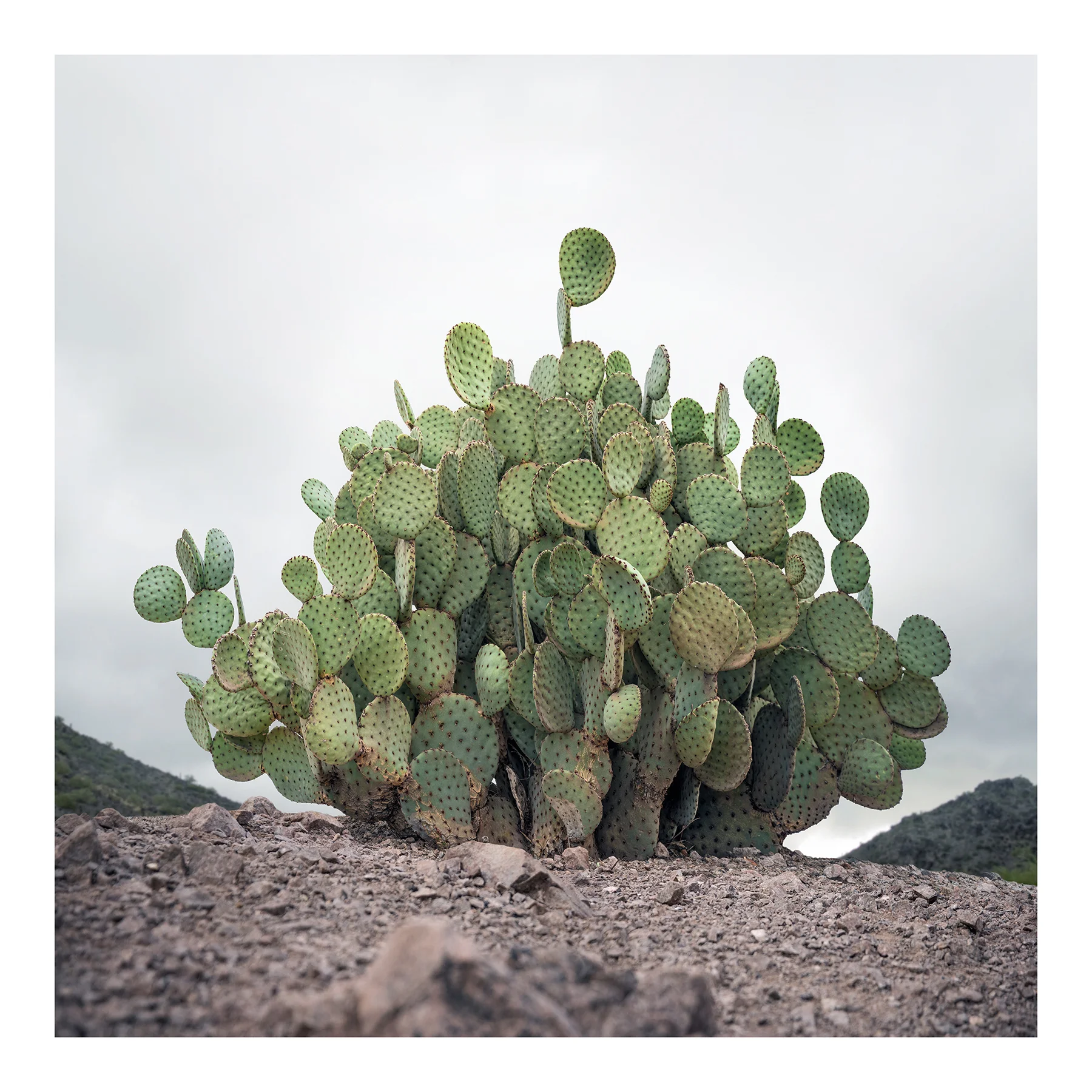Paddle Prickly Pear, 2016. Archival pigment print, 60x60 inches.