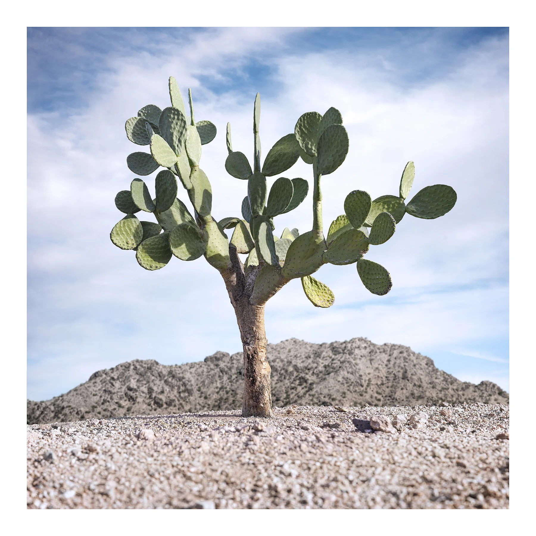 Indian Fig, 2016. Archival pigment print, 60x60 inches.