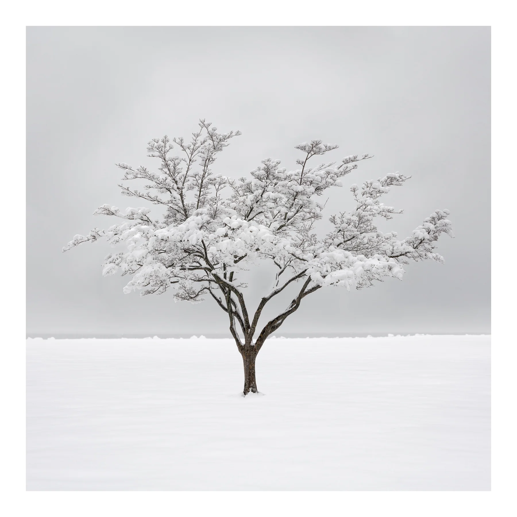 Dogwood in Winter, 2017. Archival pigment print, 60x60 inches.