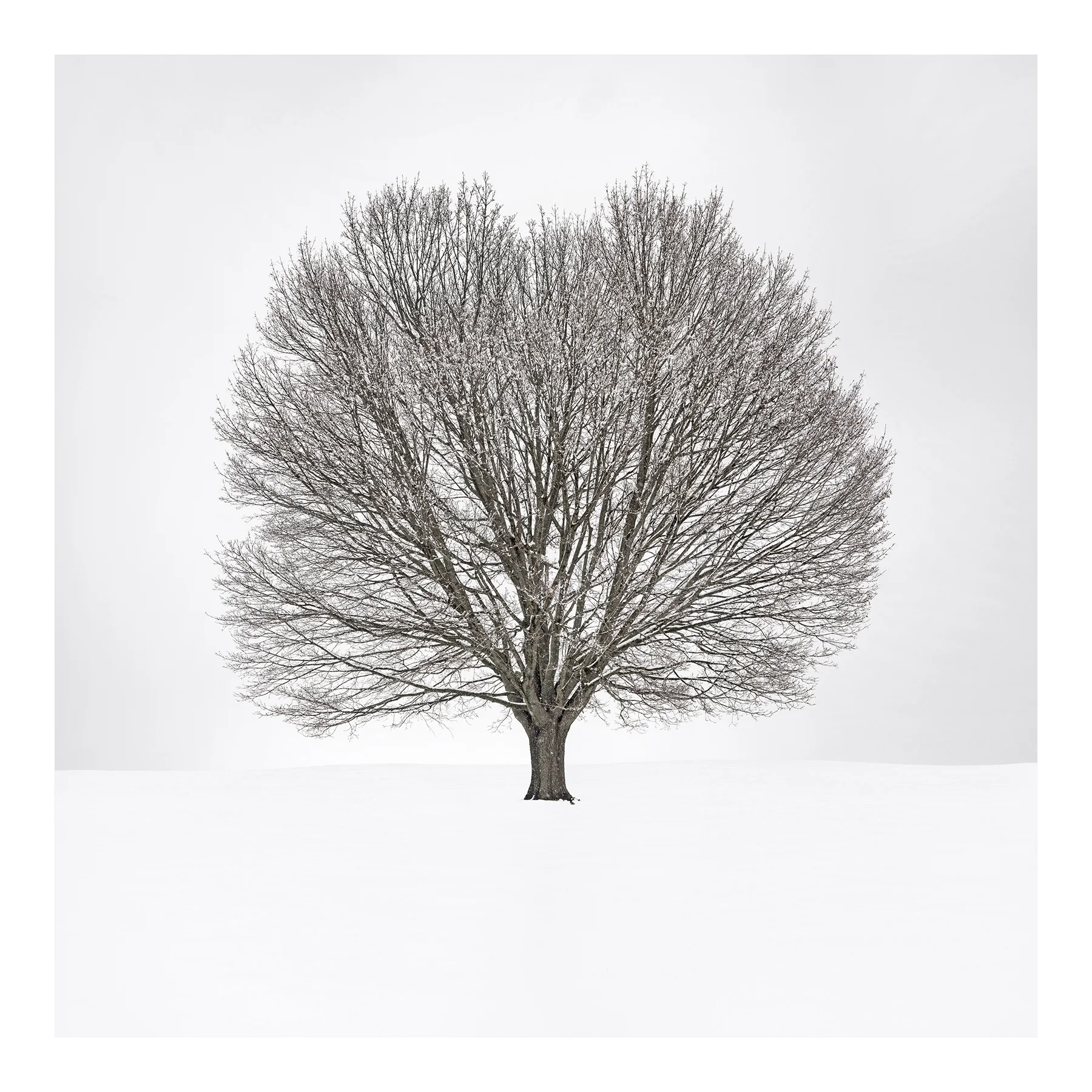 Maple in Winter, 2017. Archival pigment print, 60x60 inches.