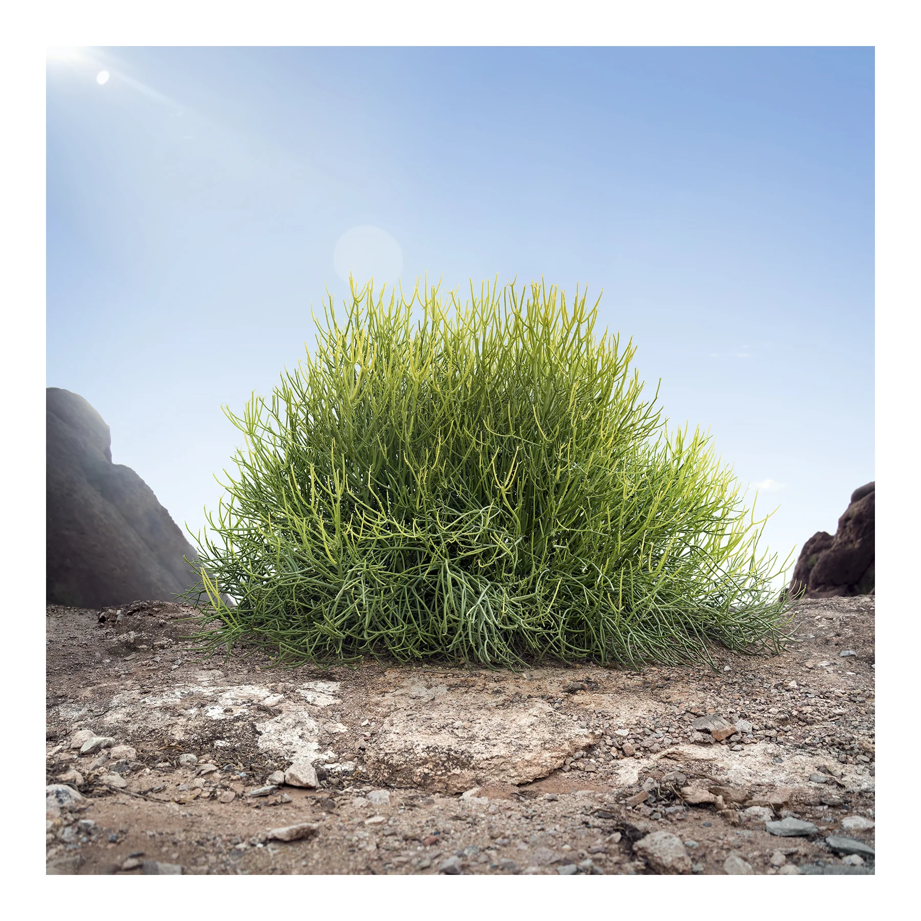 Pencil Cactus, 2015. Archival pigment print, 60x60 inches.