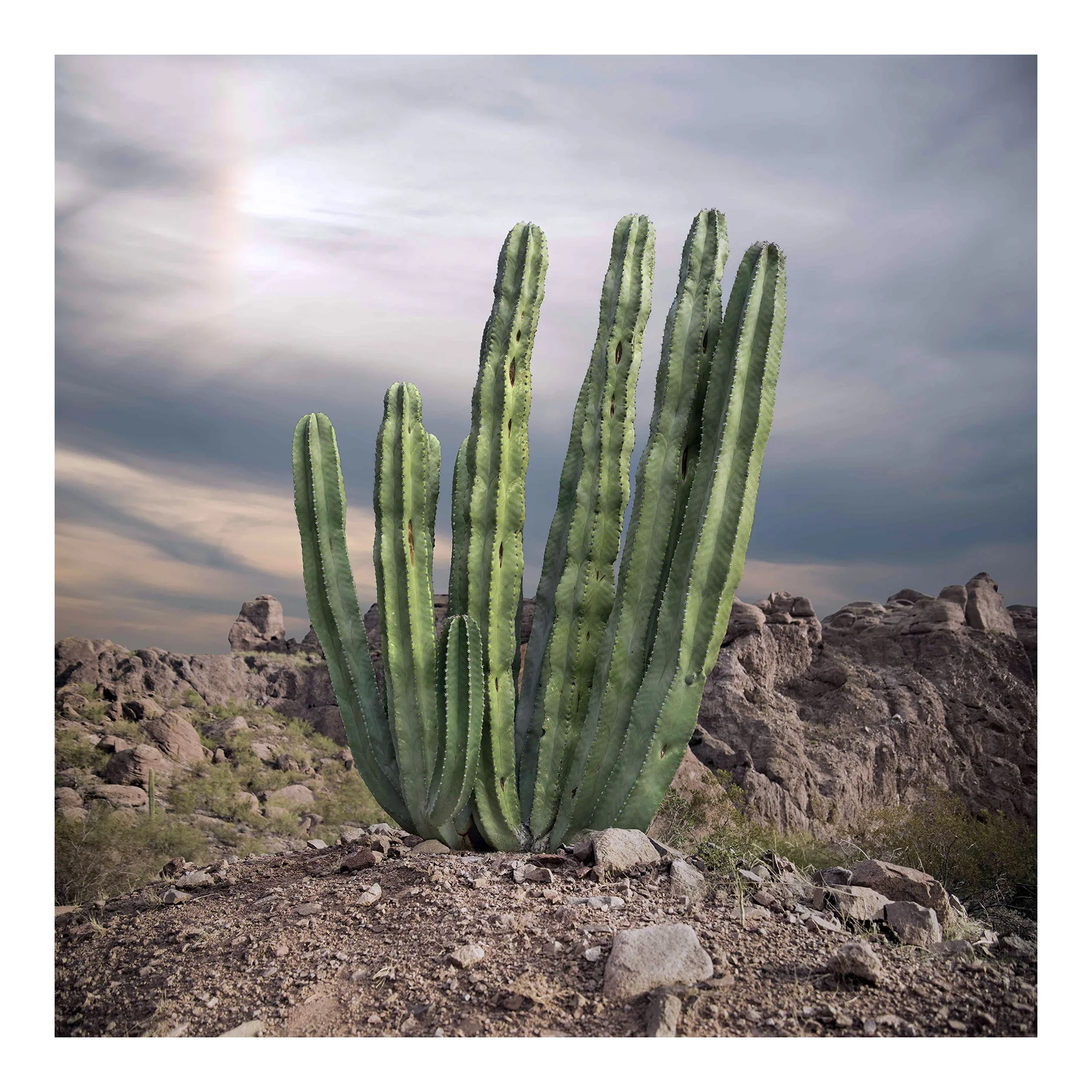 Mexican Fencepost, 2015. Archival pigment print, 60x60 inches.