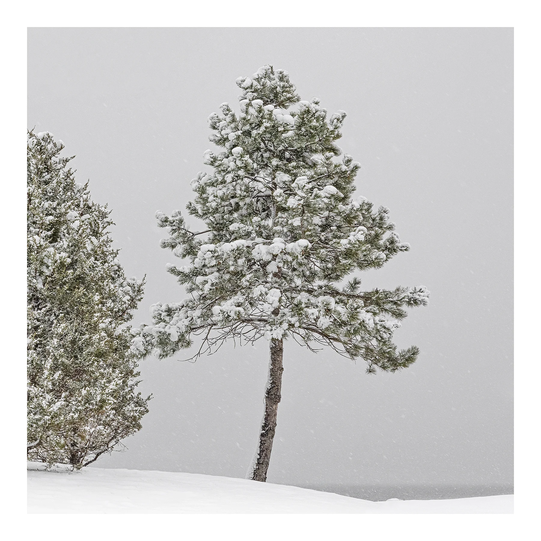 Detail from Cedars in Winter, 2017.
