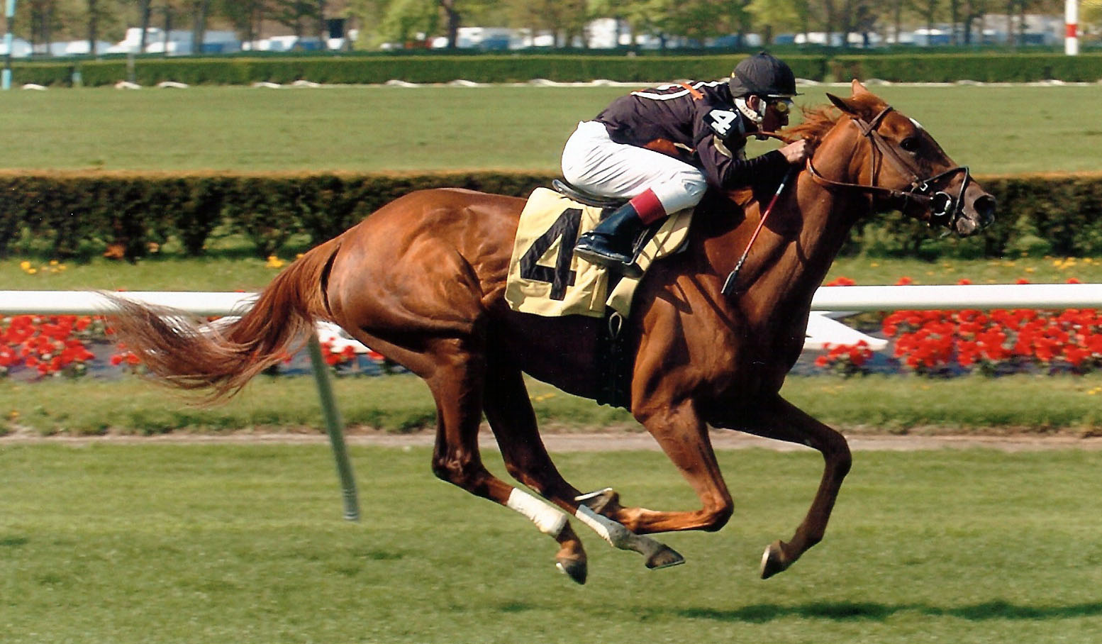 Ambidaxtrous, winning the 7th race at Belmont Park on April 30, 2008.