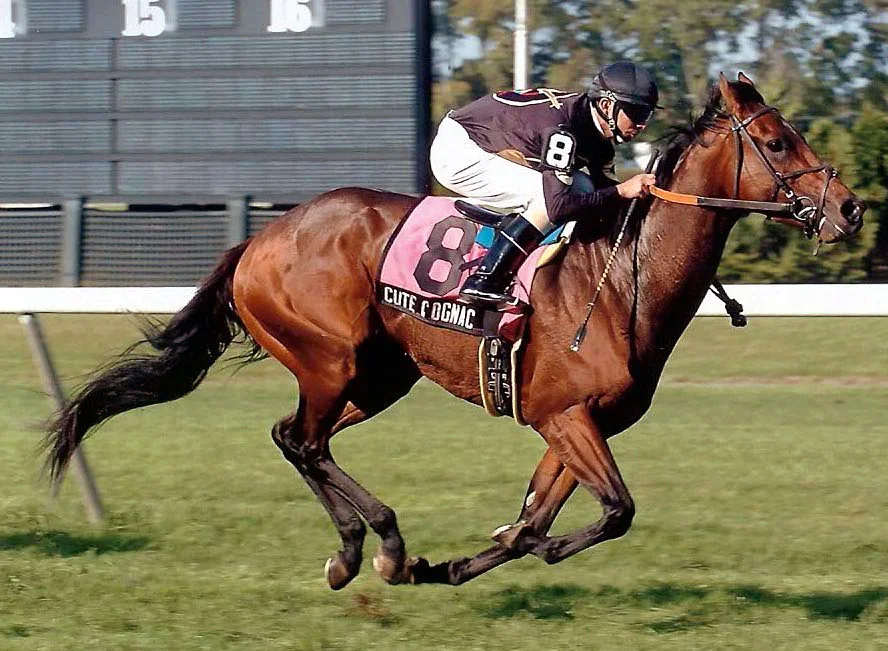 Cute Cognac winning the Office Miss Stakes at Belmont Park on October 20, 2007