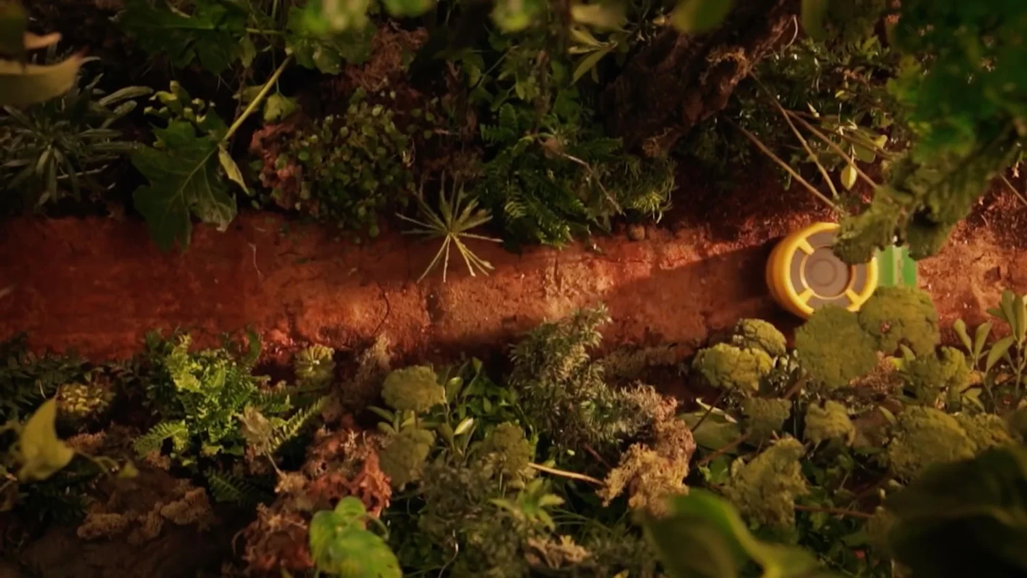 Jungle.gif