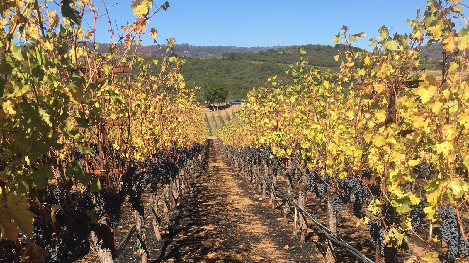 Photo by: Courtesy Michael Mondavi Family Estate Scorched ground and shriveled grapes were left behind at Michael Mondavi's Atlas Peak vineyard. Photo taken from Wine Spectator
