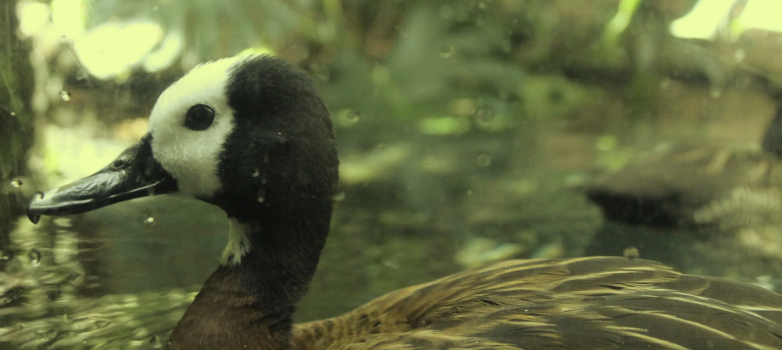 Quackquack