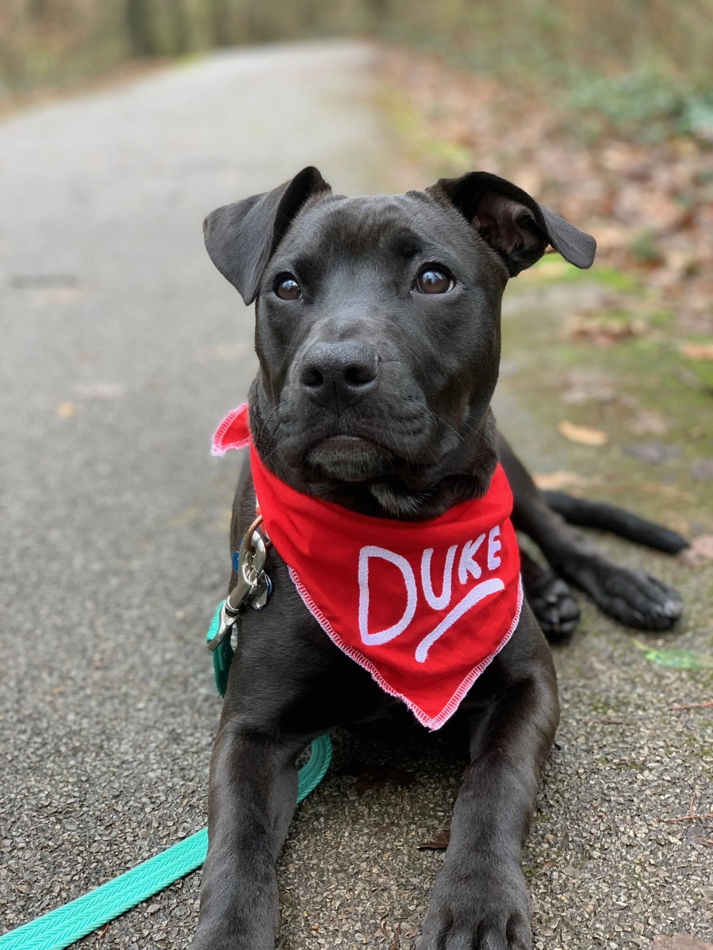 duke - Kaleigh Veca.JPG