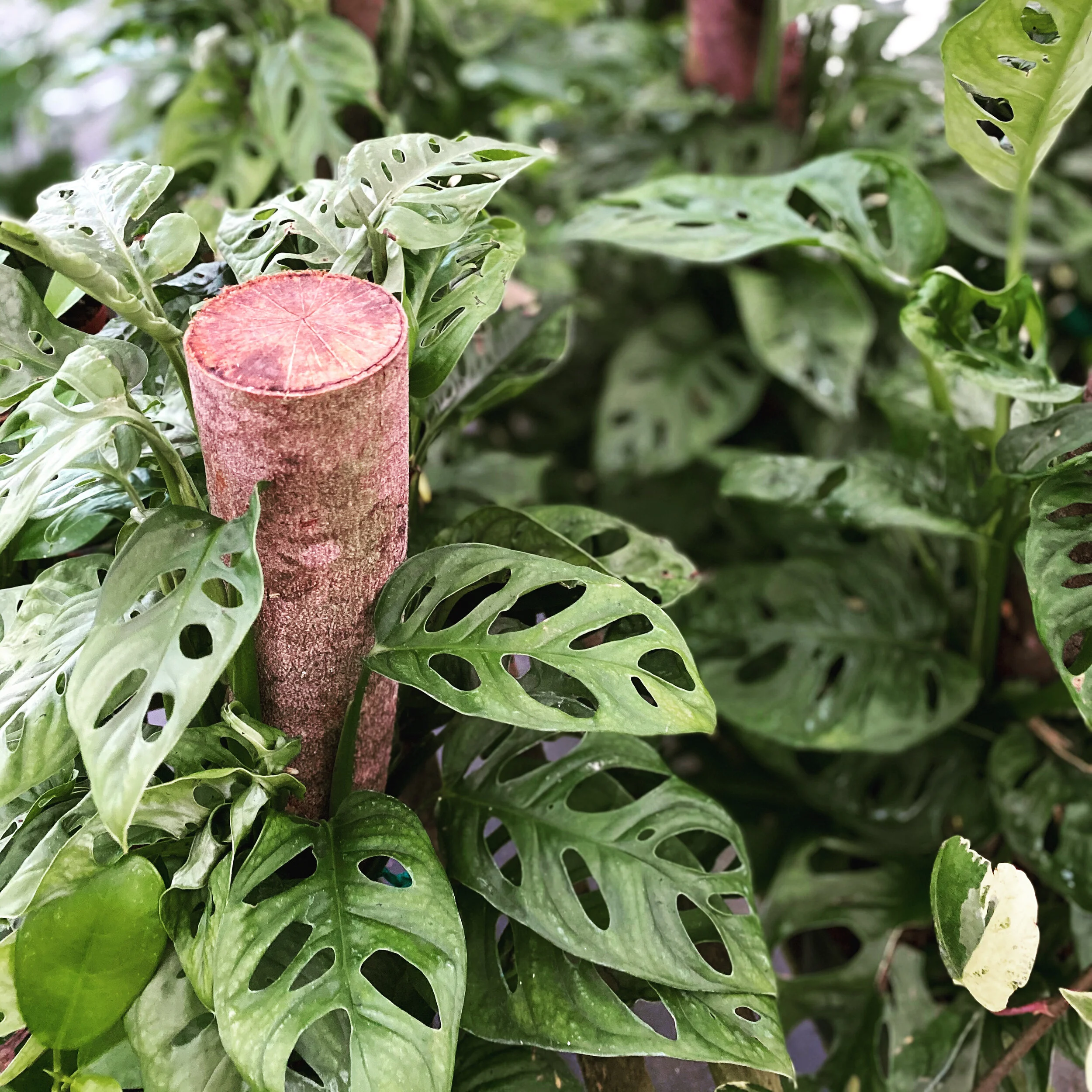 1957CA1E-2E61-4DFE-89F6-98A5084FF900 - Kelly Taylor.jpeg