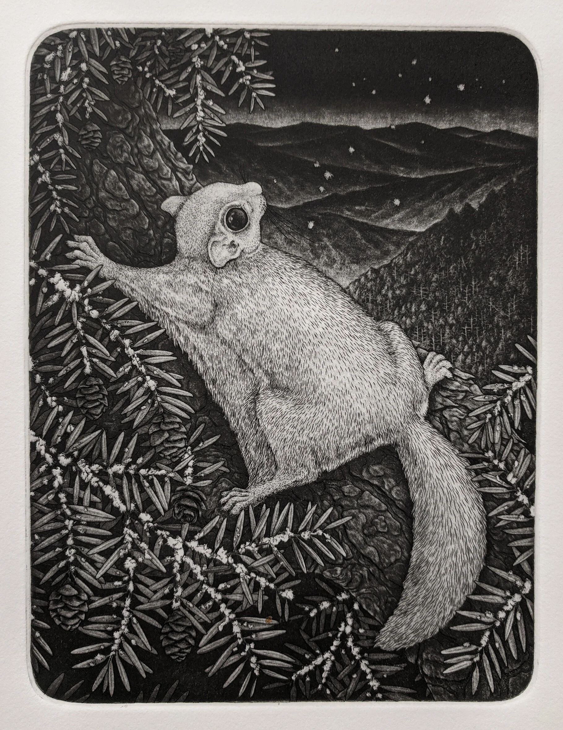 WoollyBully copy - Ashton Ludden.jpg