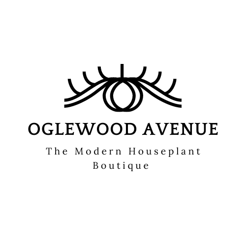 118765686_163343342074649_764940422074581150_n - Jade Adams.png