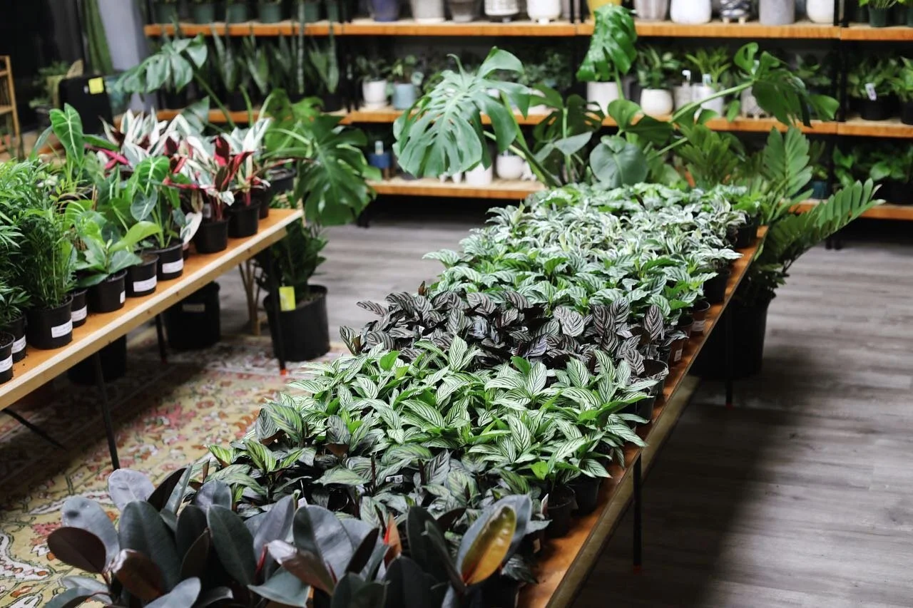 122892333_181117616963888_3779690557120058819_o - Jade Adams.jpg