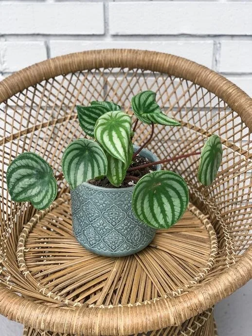 image_c656e83b-303f-48ac-9094-08df84a2cd40_345x345@2x - Jade Adams.jpg