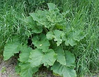 burdock.jpg