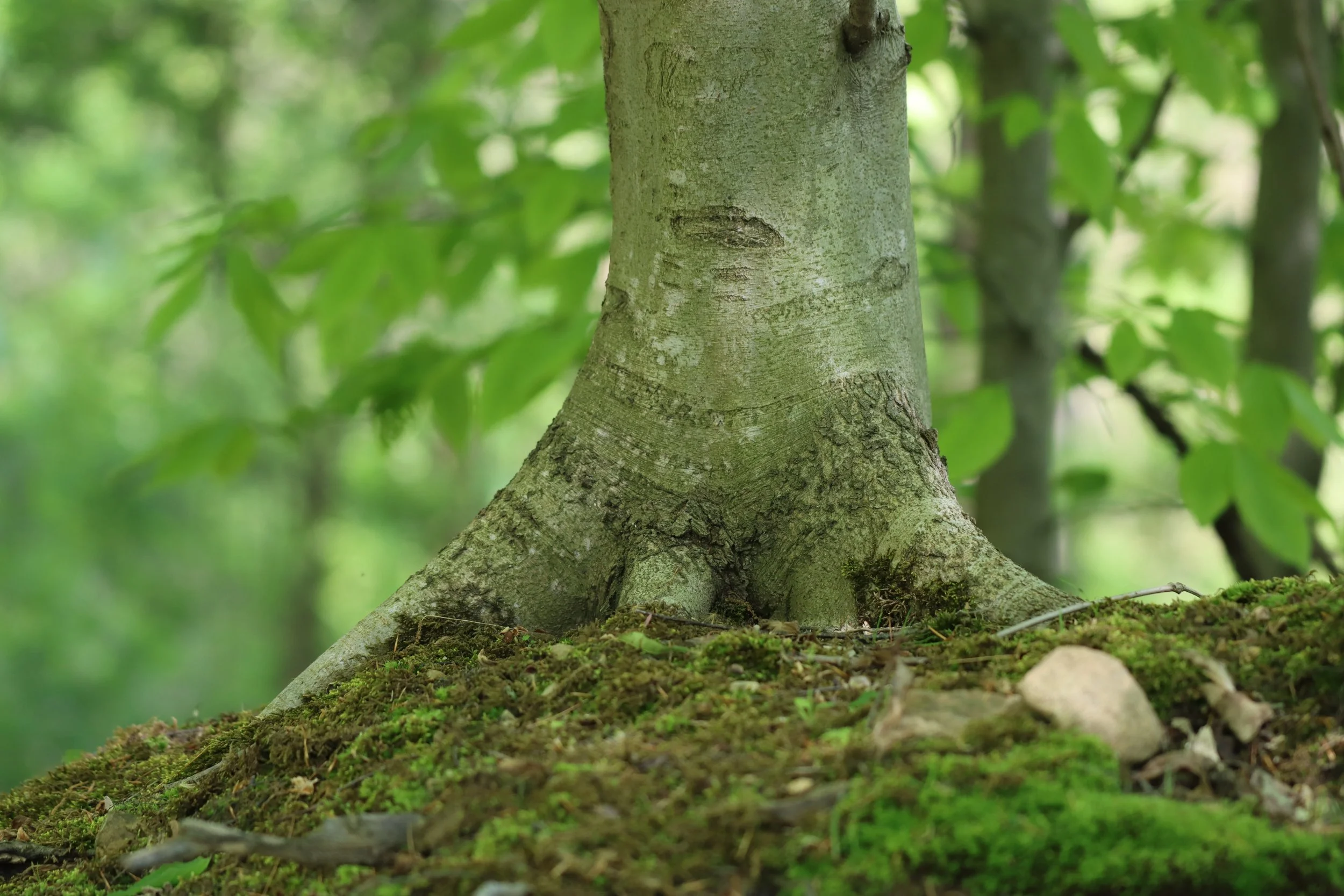 Seasonal Yoga &amp; Herbal Connections:  Spring session