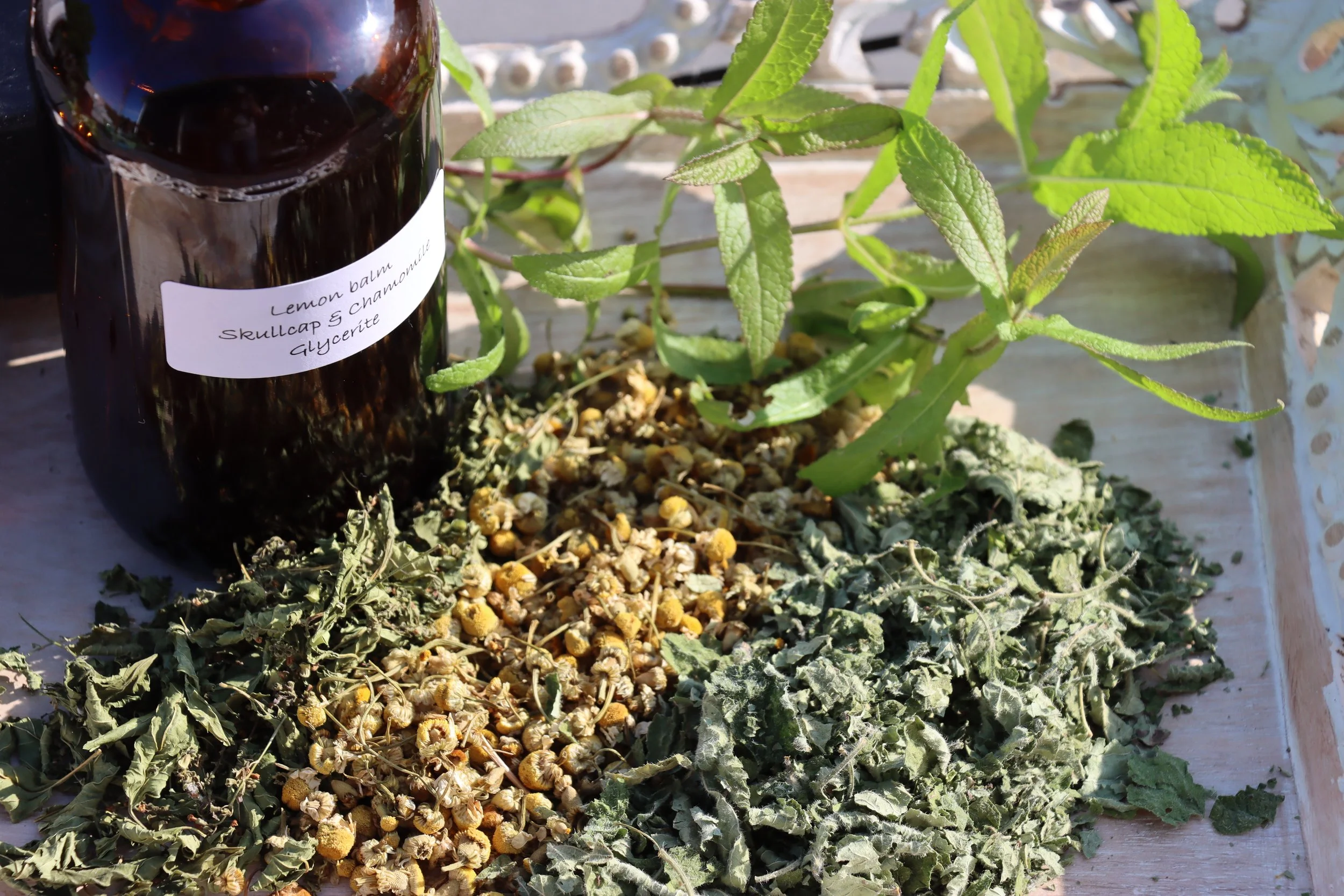 Foundations of Herbalism (In-person course)