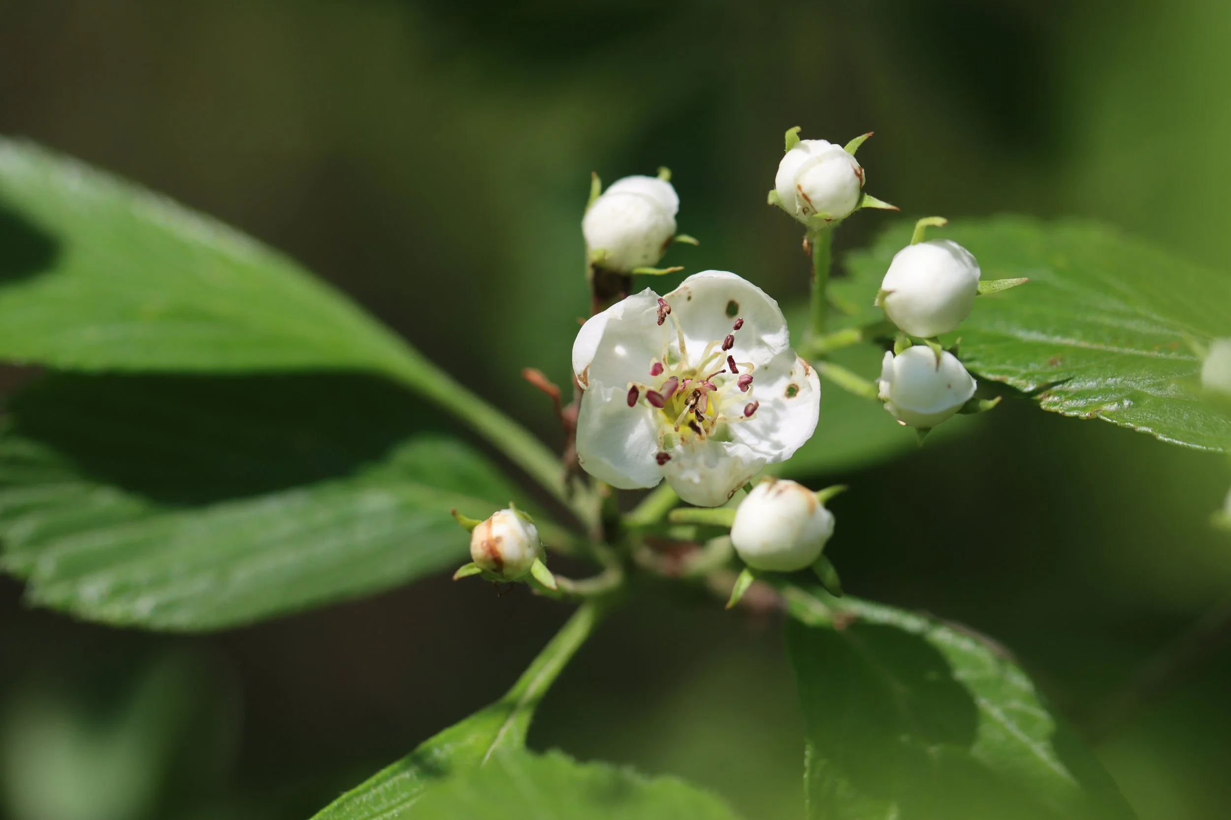 Introduction to Herbs