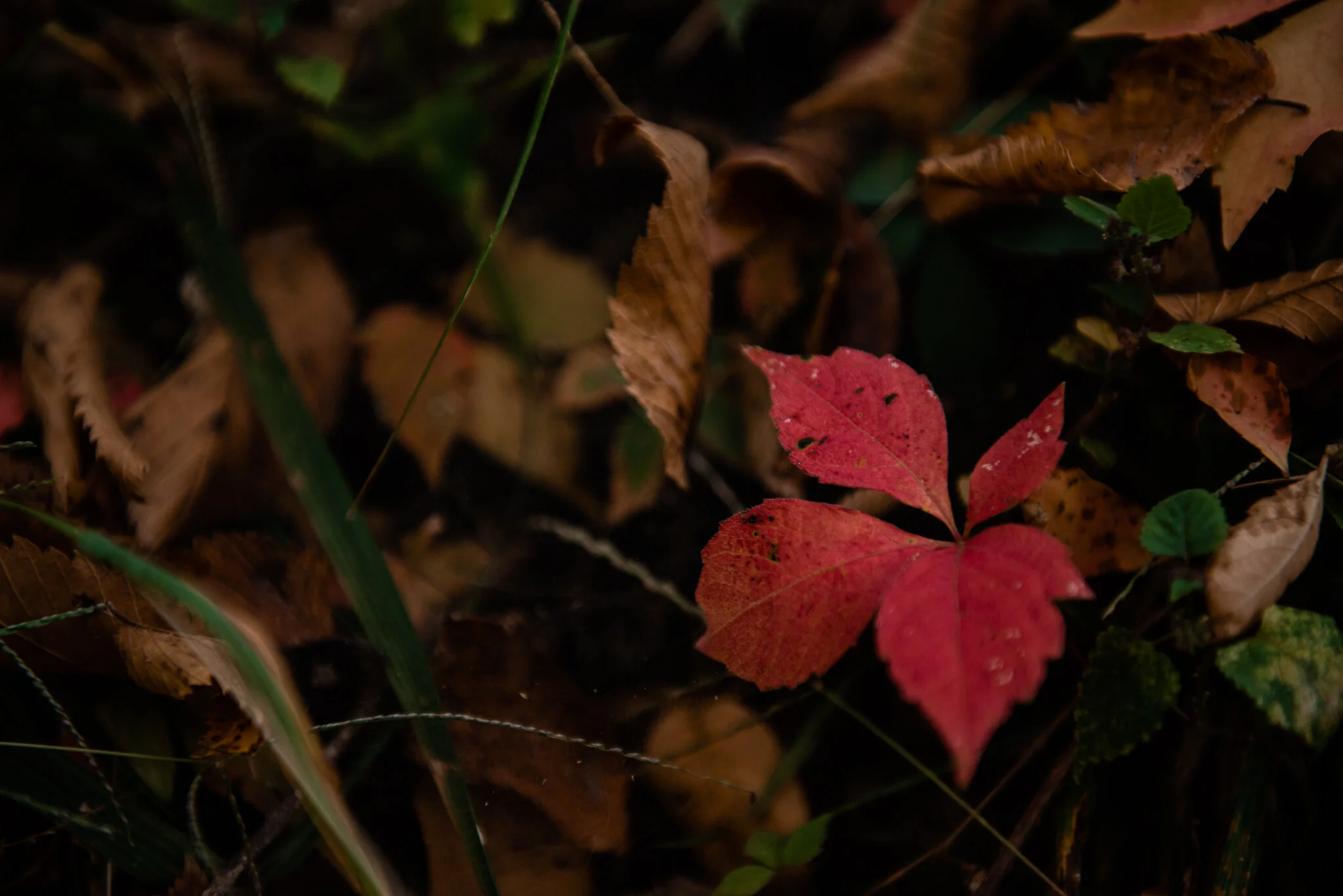 Autumn Shed