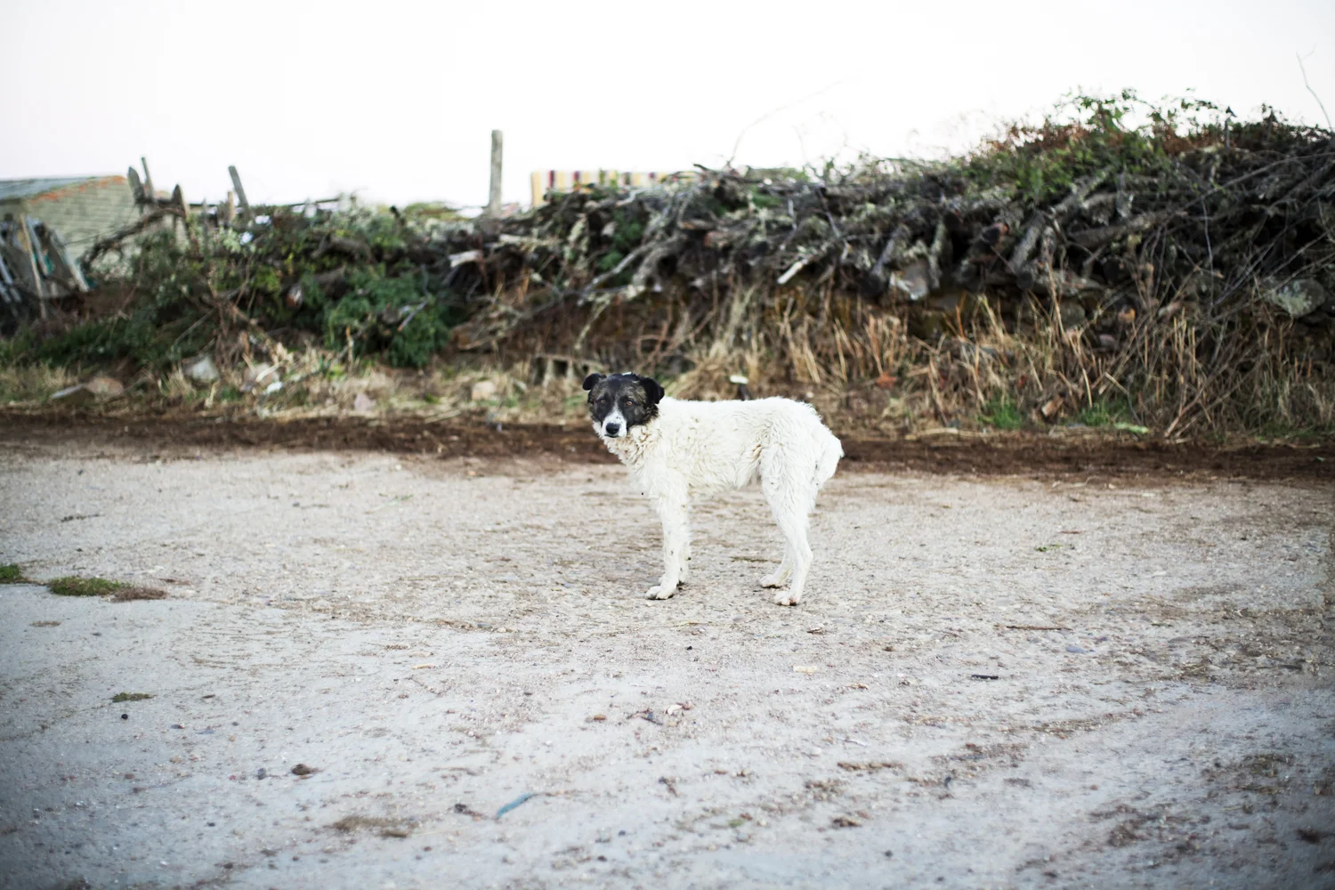 dog in the village_02LR.jpg
