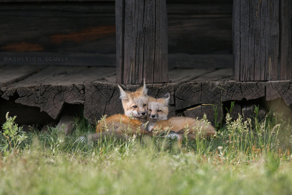 fox1_AWSully.jpg
