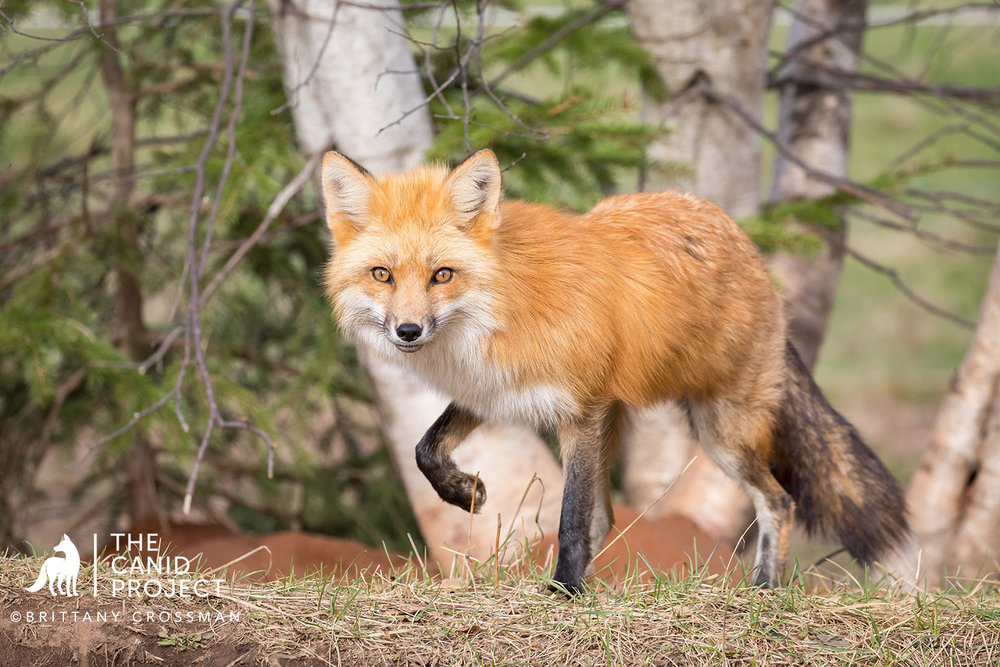 Red Fox Dog - Father