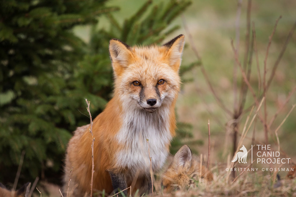 Red Fox Mother - Vixen