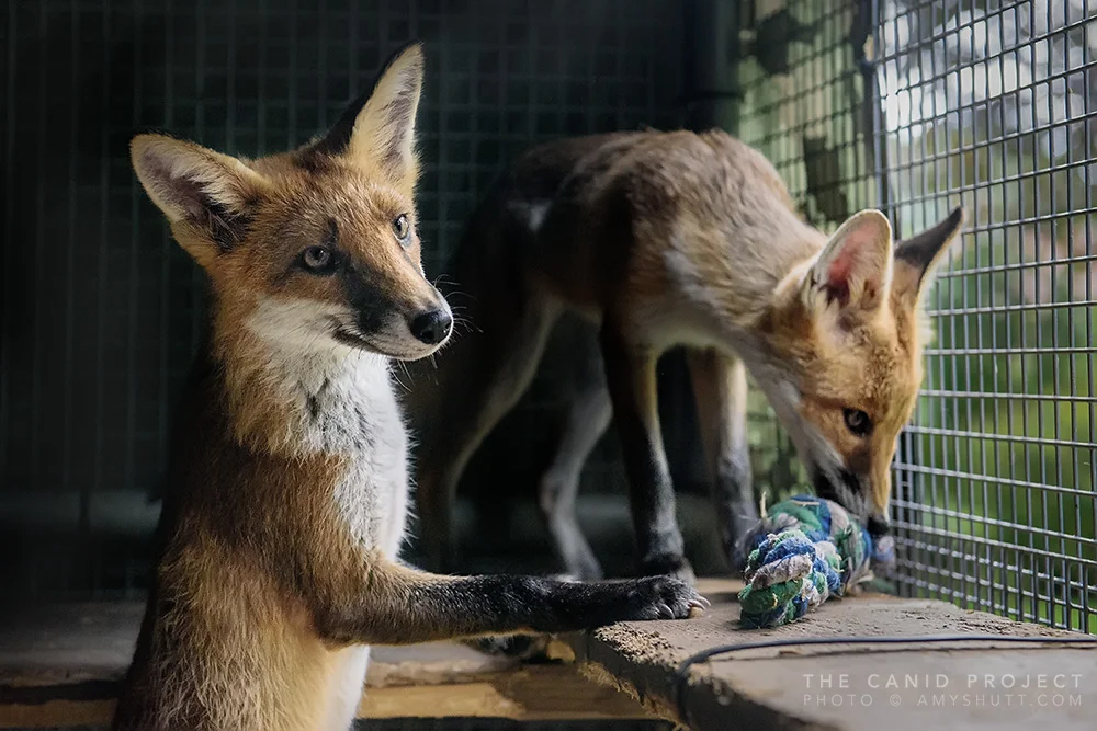 The Fox Project UK — The Canid Project