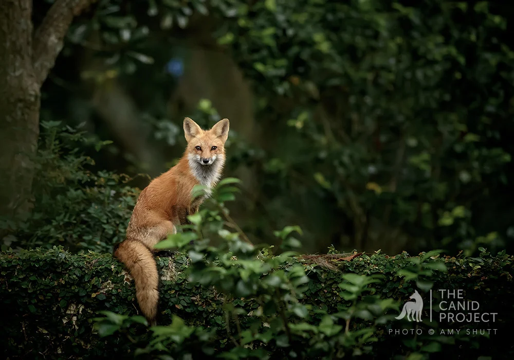 AmyShutt_The-Vixen-By-The-Lake_Wildlife.jpg