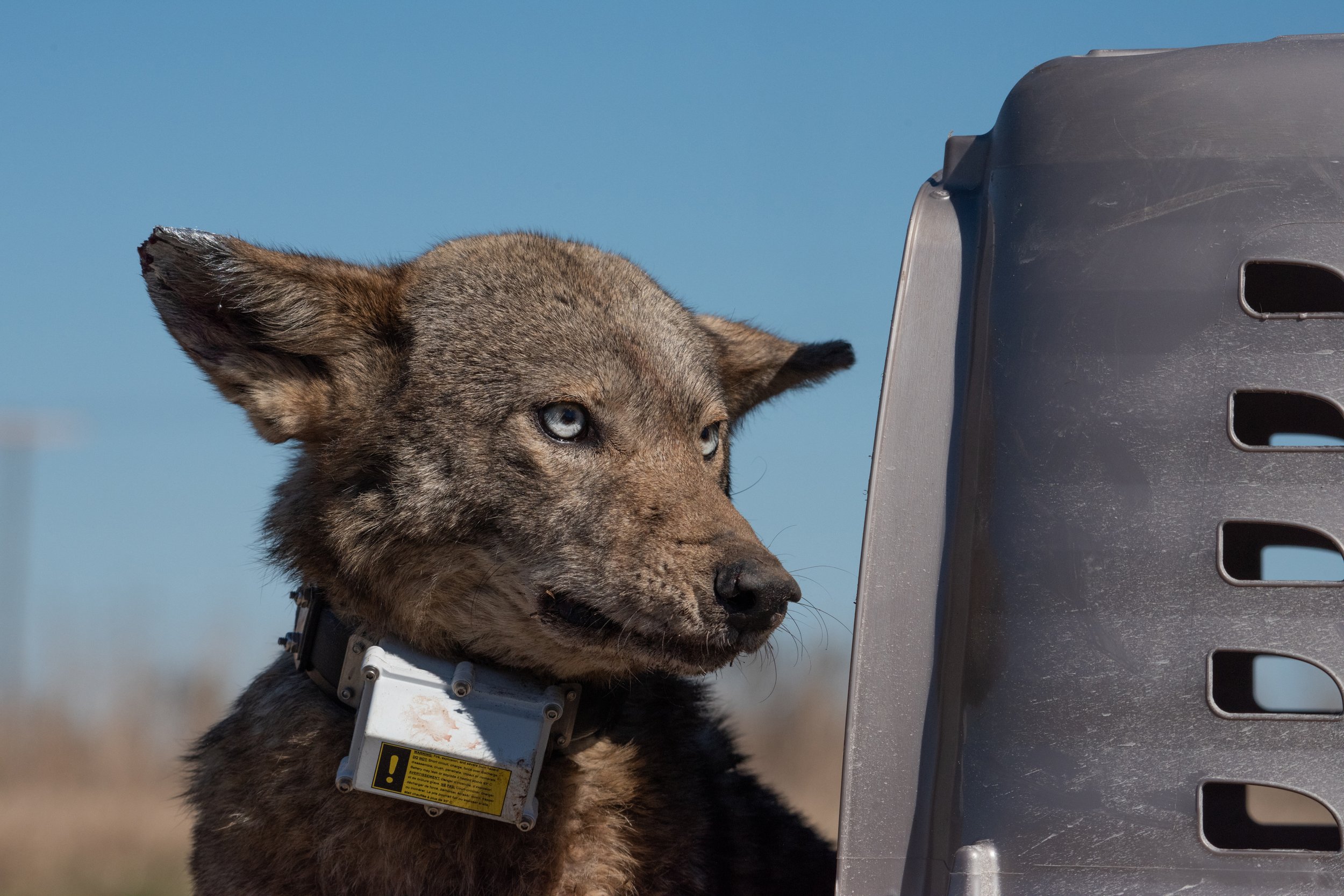 GCCP-LA05F--20210220-© Amy Shutt.jpg