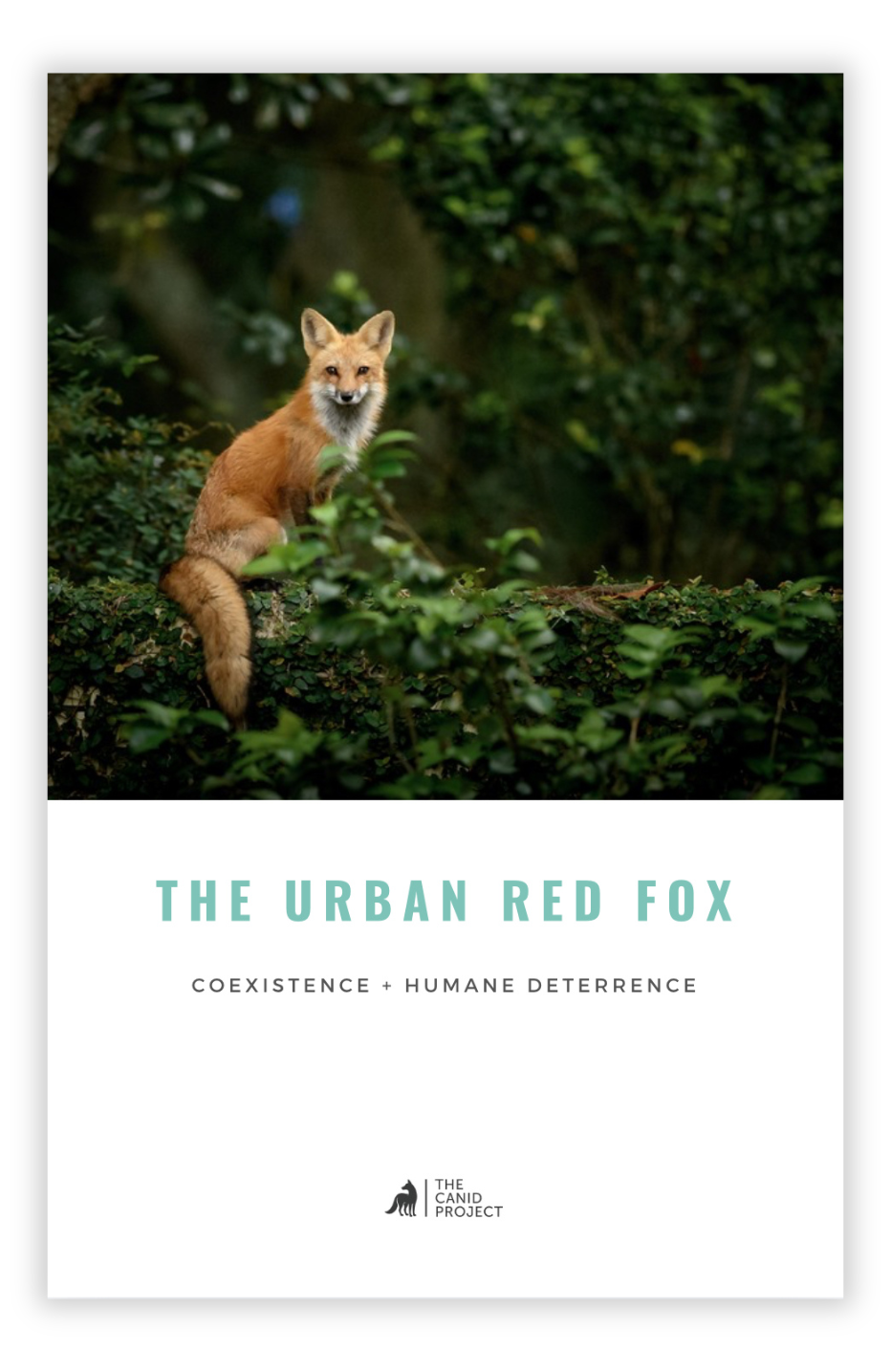 Living with Red Foxes PDF