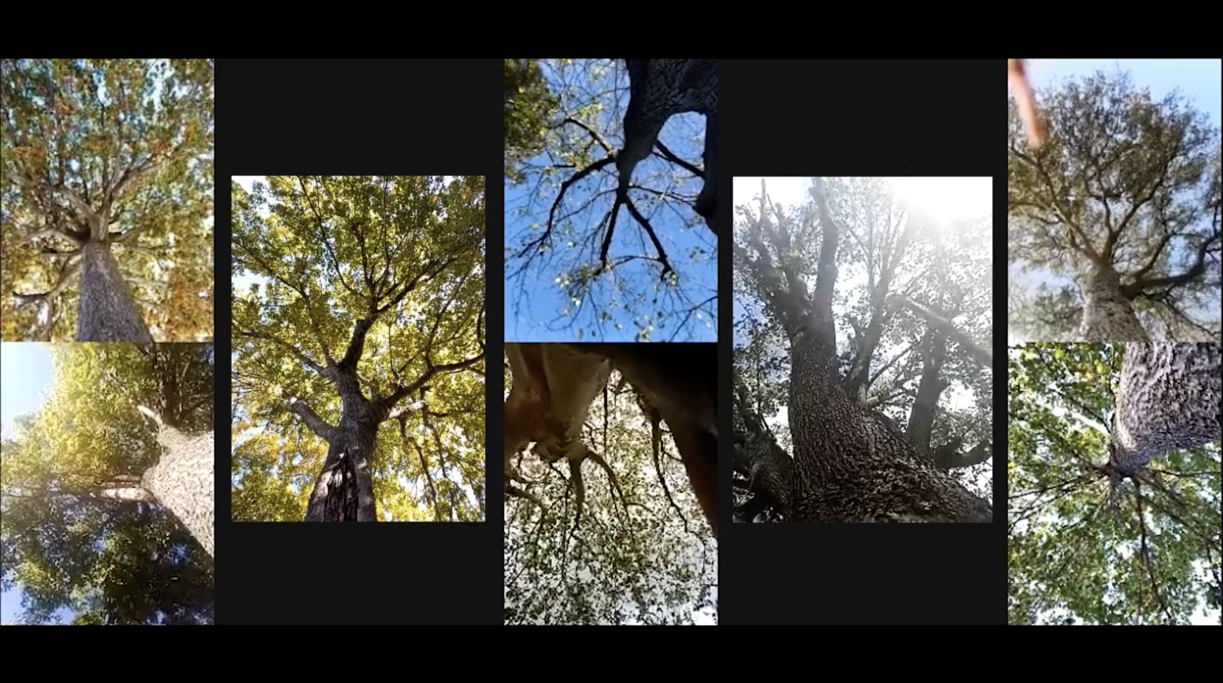 SkyView Large Color.png