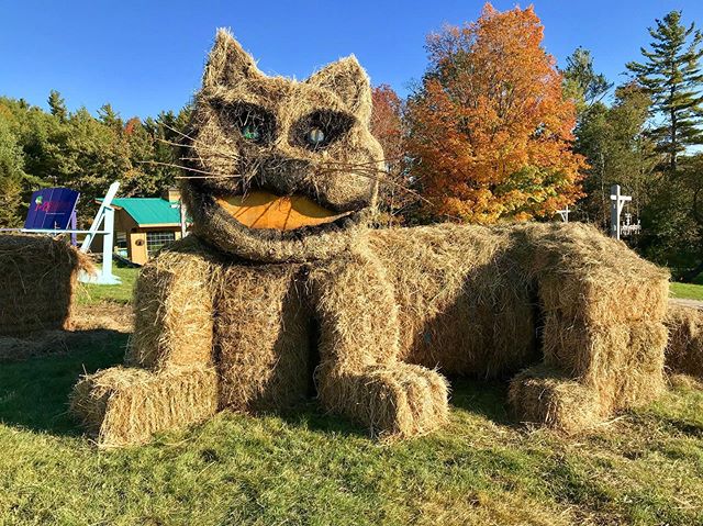 Who&rsquo;s ready for Tea Time? Come say hi to our very own Cheshire Cat 😸 &bull;
&bull;
&bull;
#fall #cat #cheshirecat #changingseasons  #vermont #killington #beast365!